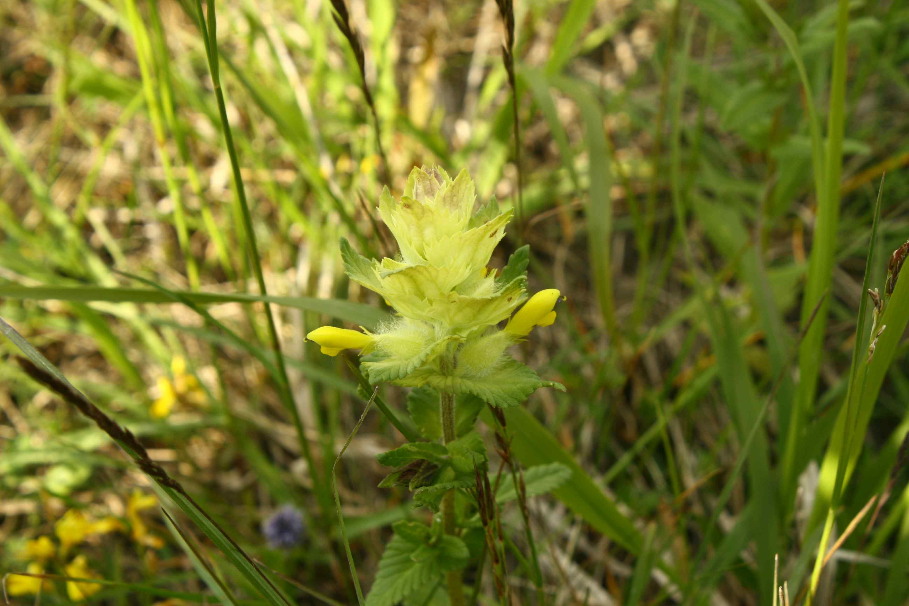 Rhinanthus sp.